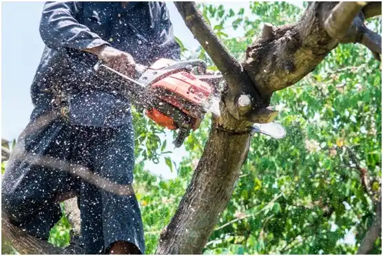 tree services Shadybrook